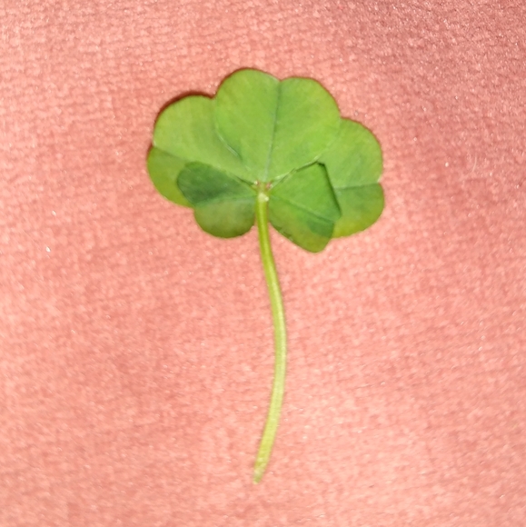 🍀 WILD 5 Five Leaf Clover Rare REAL Just 4U Found 4/23/23 USA yard Lucky Rose - Picture 1 of 17